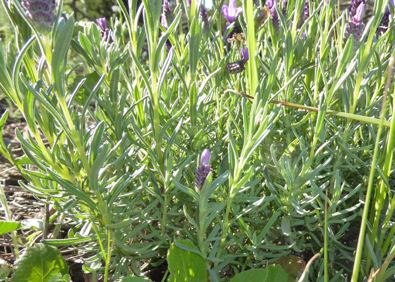 Lavandula stoechas - Lamiaceae